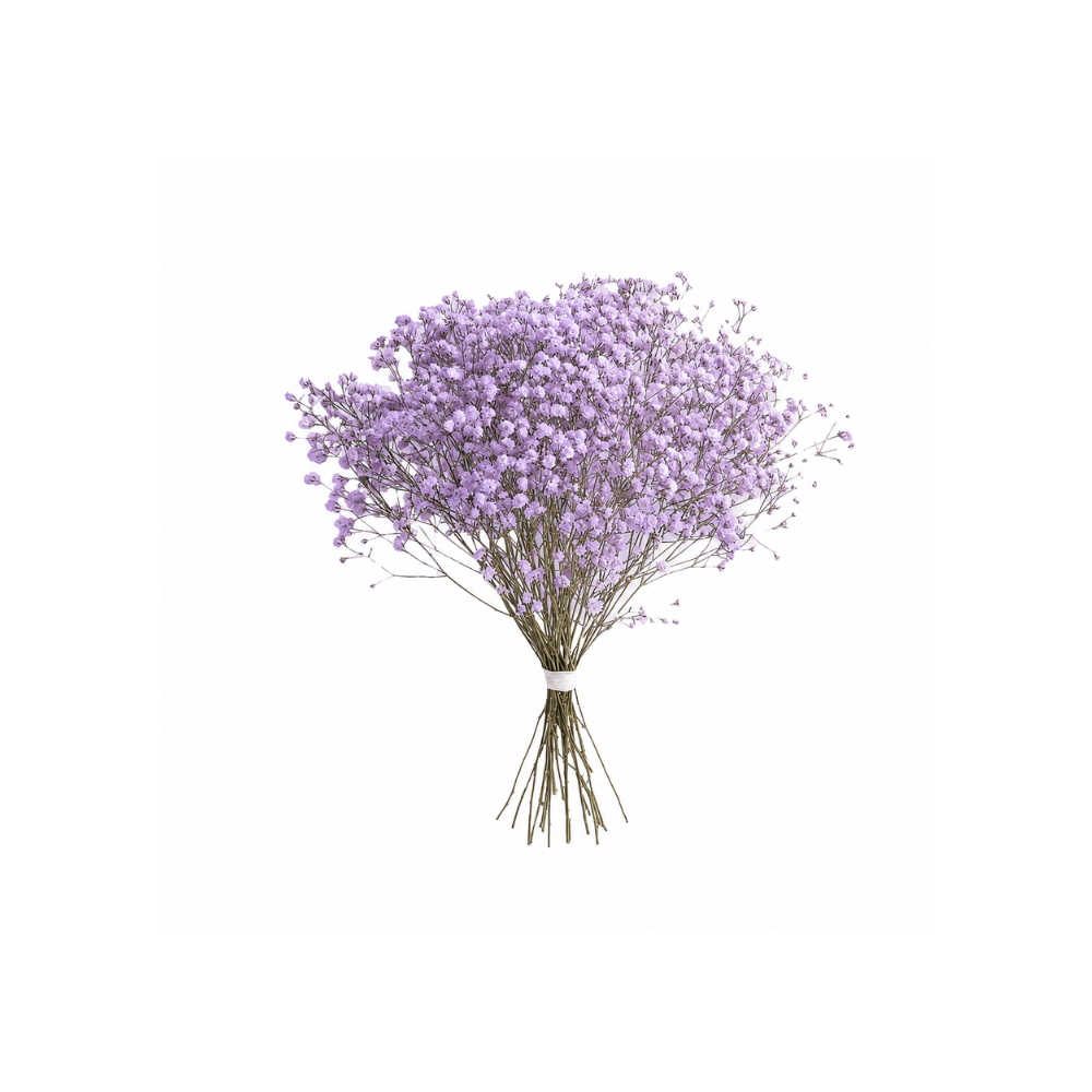 Gypsophilia Tinted Stem