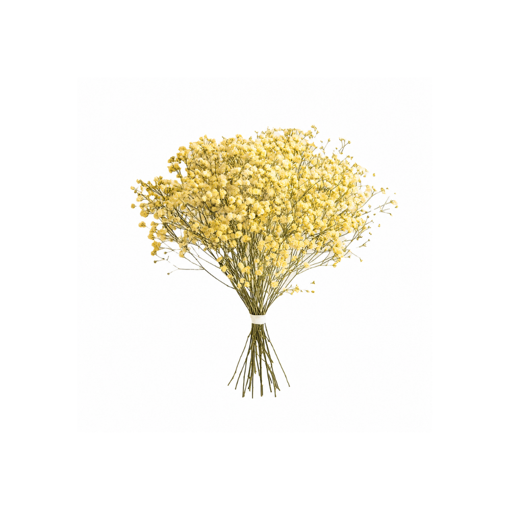 Gypsophilia Tinted Stem