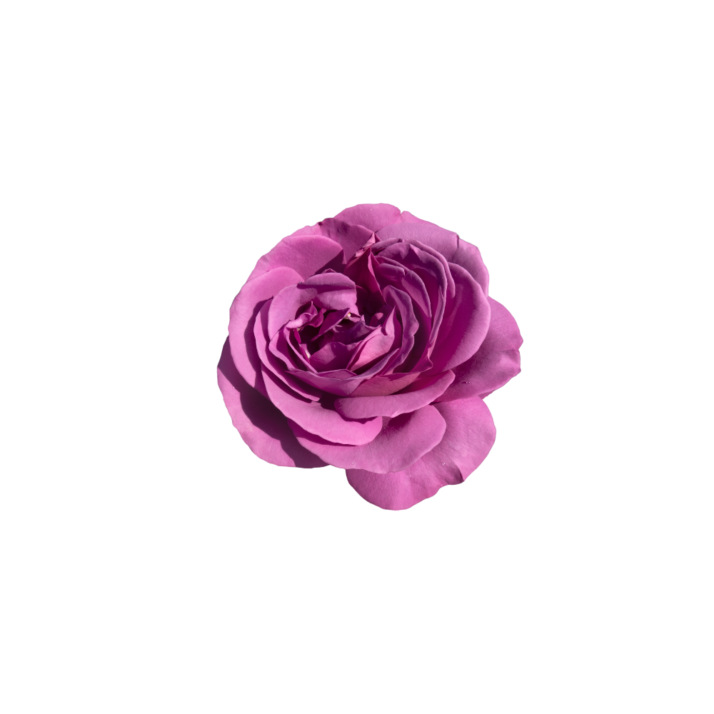 Rose Stem