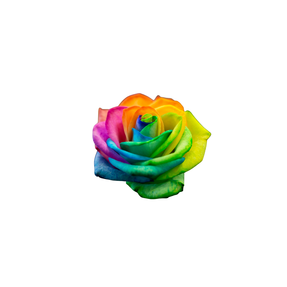 Tinted Roses Stem