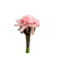 Torch Lily Stem