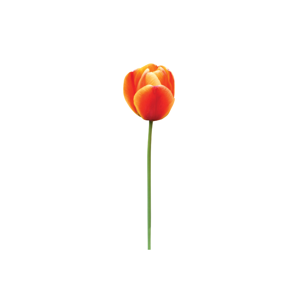 Tulip Stem