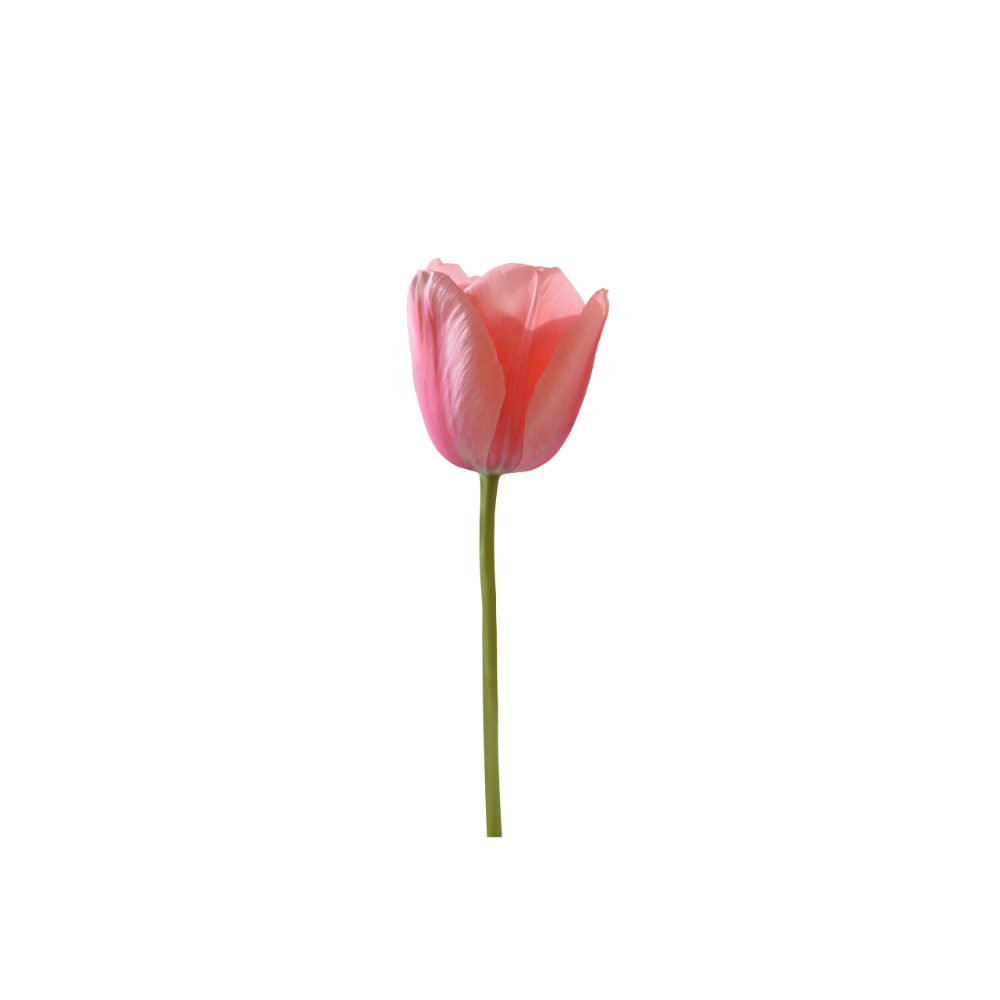 Tulip Stem