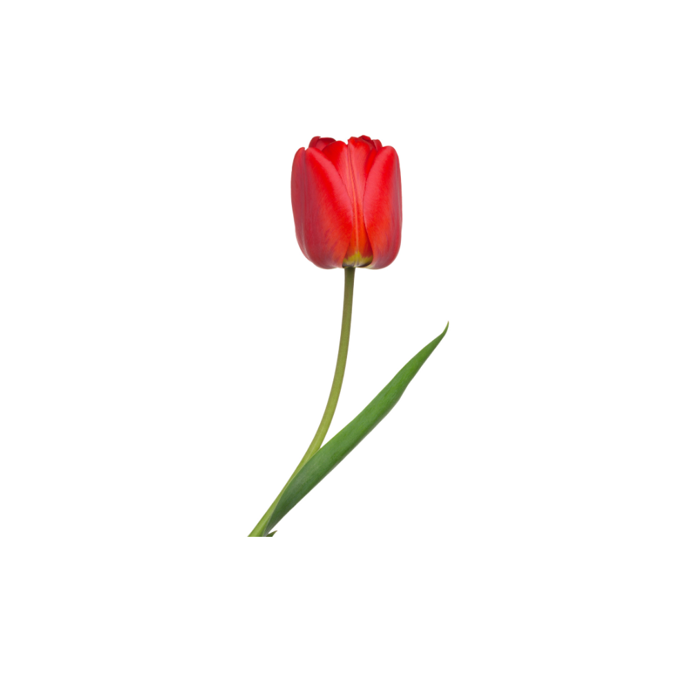 Tulip Stem