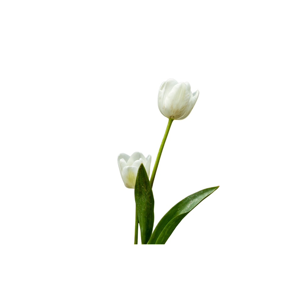 Tulip Stem