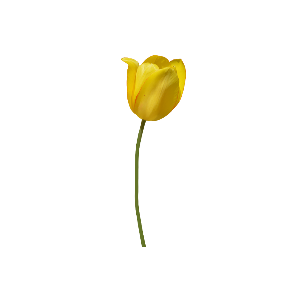 Tulip Stem