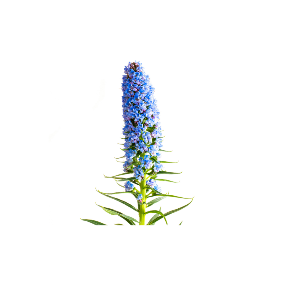Veronica Stem