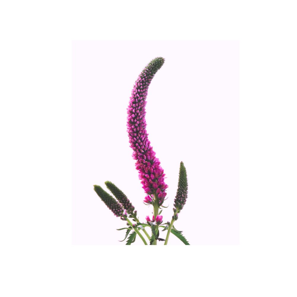 Veronica Stem