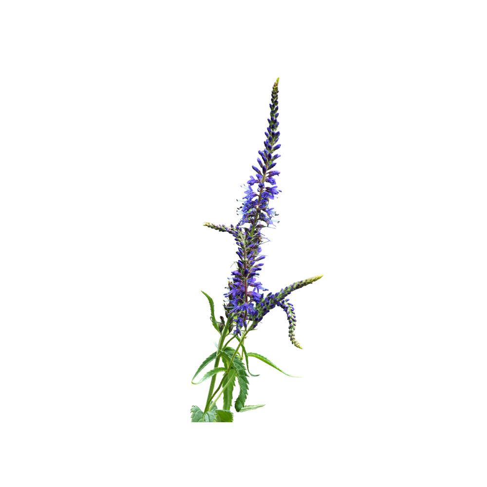 Veronica Stem