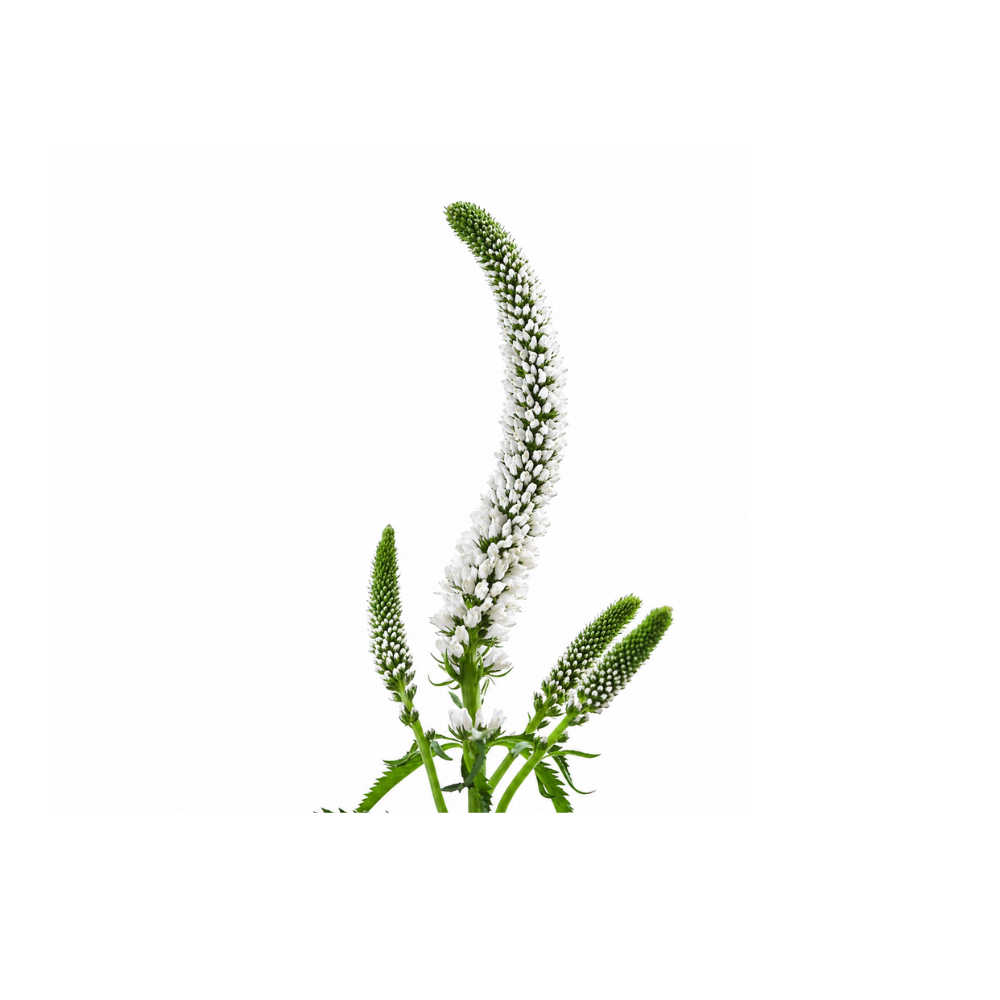 Veronica Stem