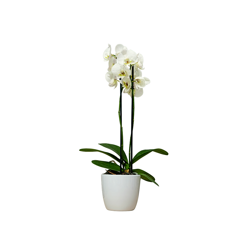 Enchanted Mixed Colour Phalaenopsis Orchid in Ceramic Pot