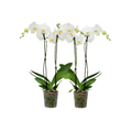 White Phalaenopsis Orchid in Grow Pot