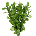 Ruscus Israeli Stem
