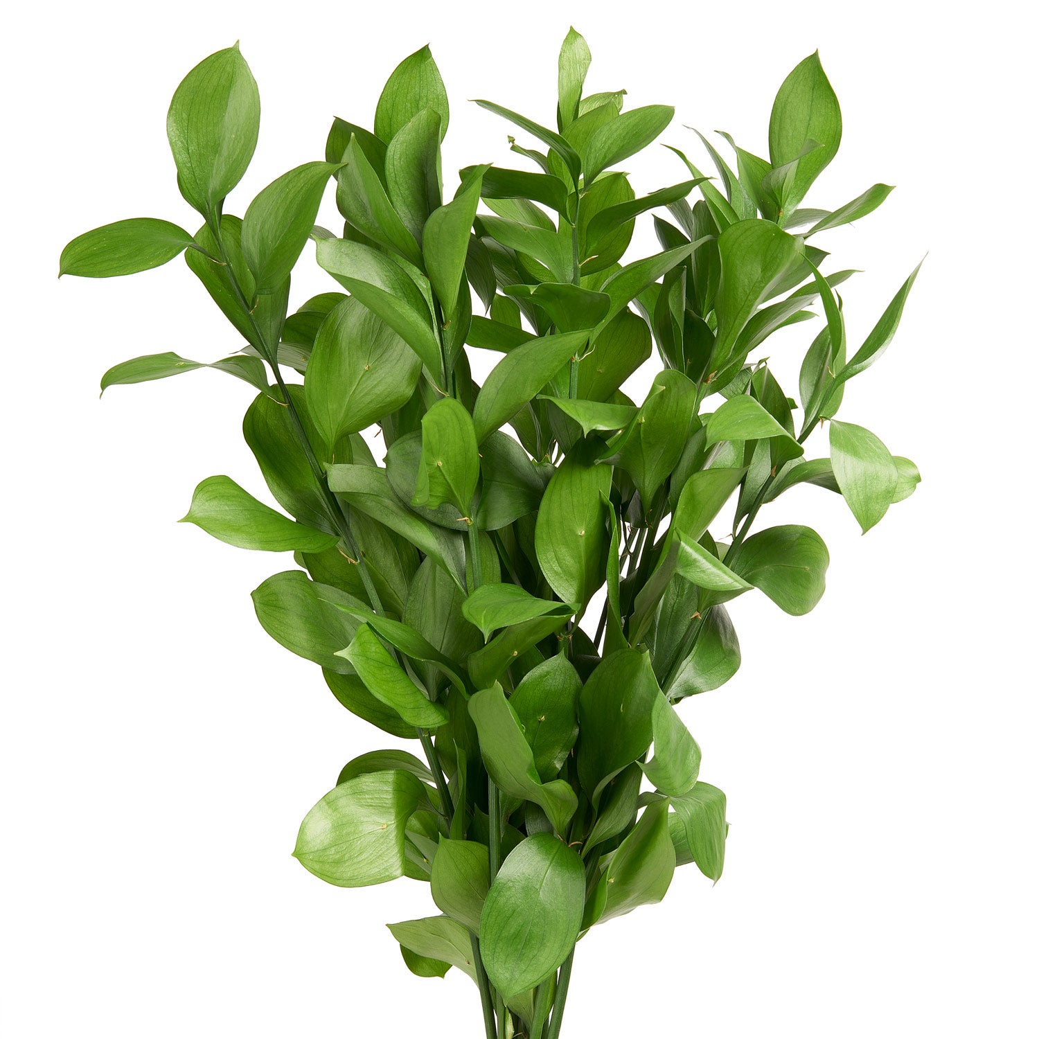 Ruscus Israeli Stem