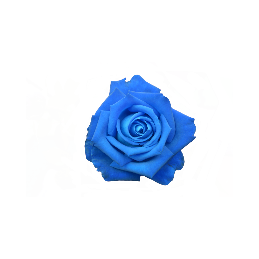 Rose Tinted Stem